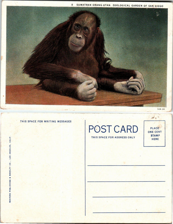 Postcard San Diego Zoo CA, unaddressed $$ 383367 ISH