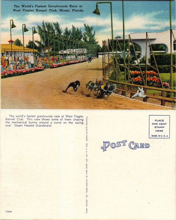 Postcard Greyhound Racing Miami FL, unaddressed $$ 383386 ISH