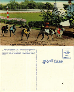 Postcard Greyhound Racing Miami FL, unaddressed $$ 383387 ISH