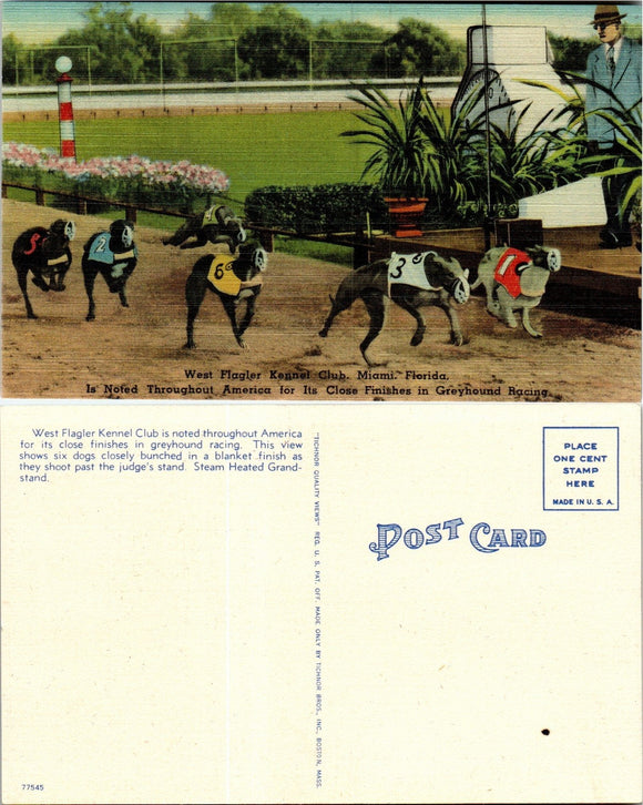 Postcard Greyhound Racing Miami FL, unaddressed $$ 383387 ISH