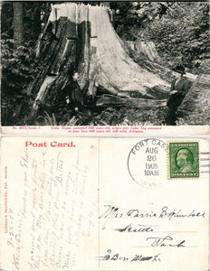 1909 Postcard from Ft. Cassey photo of Old Cedar Stump sent to Seattle DPO $