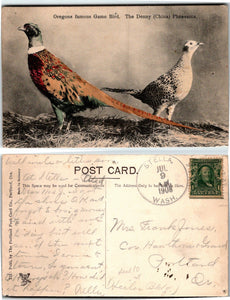 1908 Postcard from Stella WA Grouse and Pheasant Birds, to Portland OR $