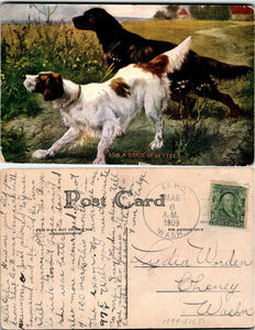 1909 Postcard from Echo WA Brace of Setters sent to Cheney WA $