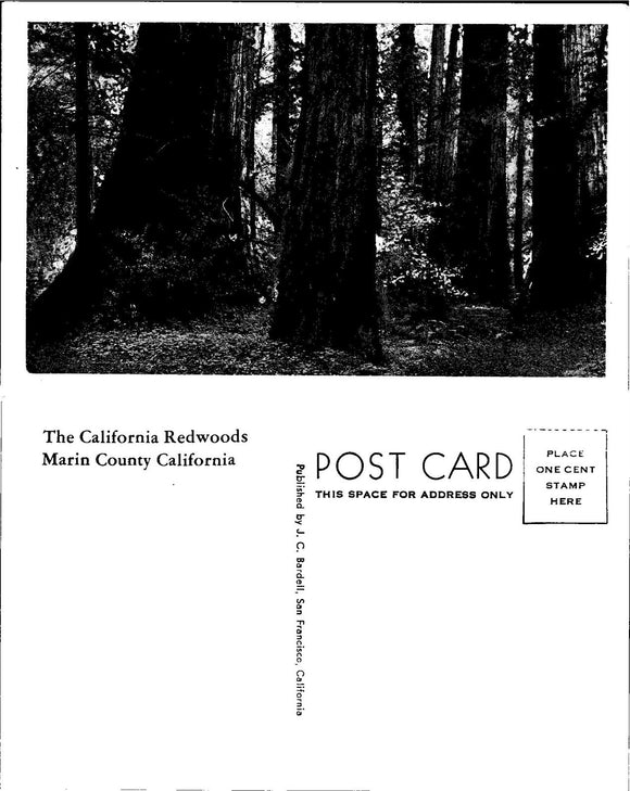 Postcard California Redwoods Marin City CA, unaddressed $$ 383372 ISH