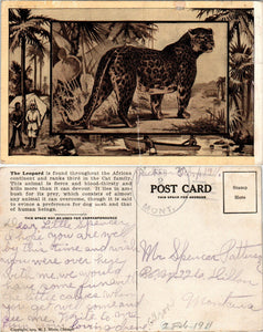 Postcard 1911 Montana Leopard Illustration to Dillon MT $$ 383447 ISH