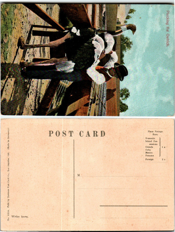 Postcard Plucking the Ostrich CA, unaddressed $$ 383459 ISH
