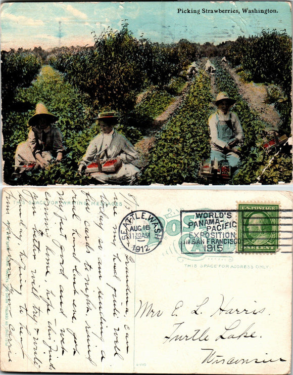 Postcard 1912 Seattle WA Picking Strawberries to Turtle Lake WI $$ 383589 ISH