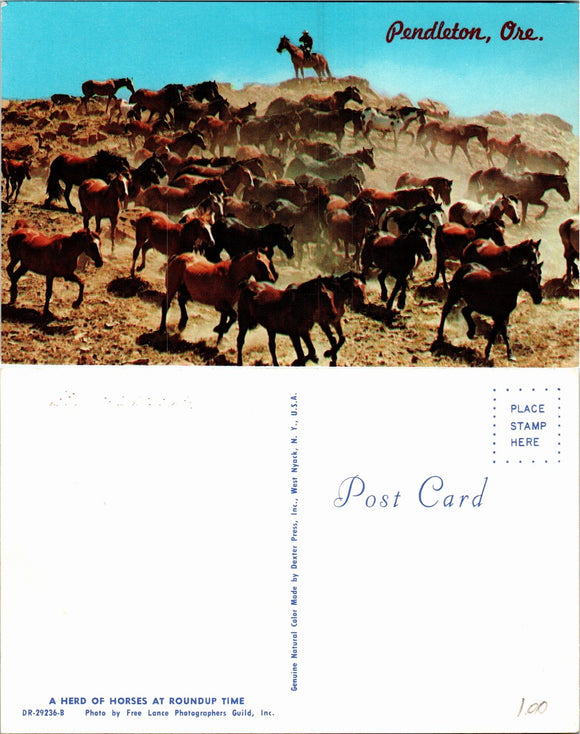 Postcard Pendleton OR Horse Roundup unaddressed $$ 383899 ISH