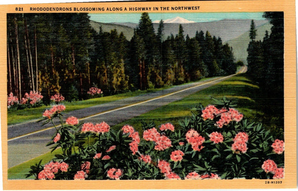Postcard Rhododendron Flowers in the Northwest unaddressed $$ 383960 ISH