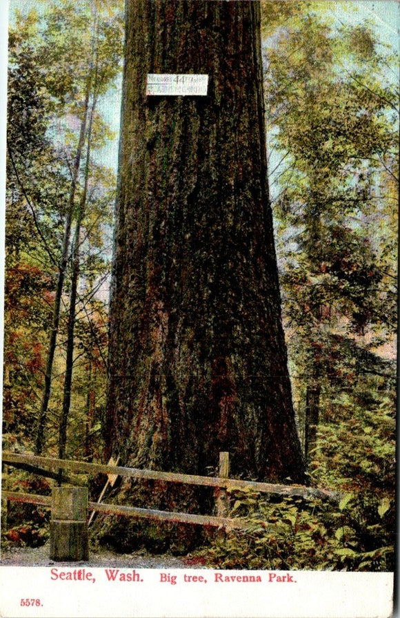 Postcard 1908 Ravenna Park Tree Seattle to Turtle Lake WI $$ 395476