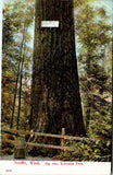 Postcard 1908 Ravenna Park Tree Seattle to Turtle Lake WI $$ 395476