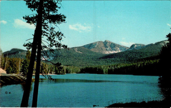 Postcard Sylvan Lake Yellowstone National Park unaddressed $$ 395595