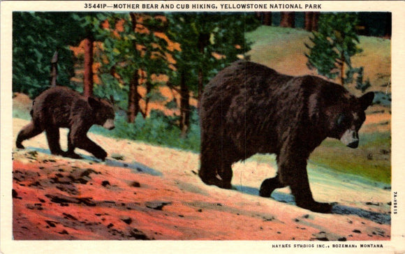 Postcard Mother Bear and Cub Yellowstone National Park unaddressed $$ 395630