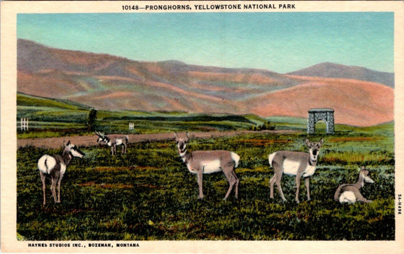 Postcard Pronghorn Sheep Yellowstone National Park unaddressed $$ 395633