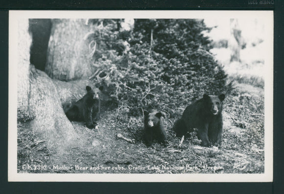Postcard RPPC Crater Lake Black Bear and Cubs unaddressed $$ 395645