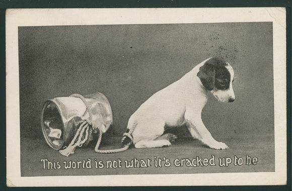 Postcard 1912 Humorous Dog $$ 395869